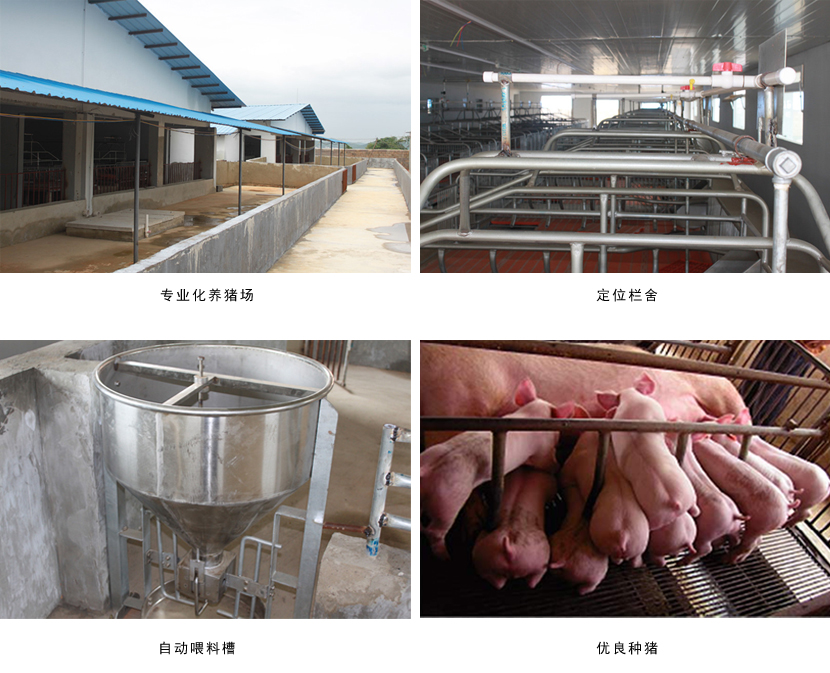 廣西麻豆乱码国产一区二区三区農牧集團