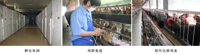 廣西麻豆乱码国产一区二区三区農牧集團